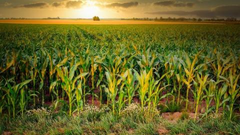 Заявка про порятунок клімату і ґрунту стала несподіваним ходом від творців культур ГМО Рис.1