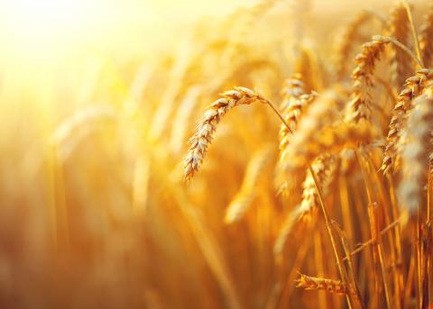 Зниження курсу євро підвищує конкурентоспроможність європейської пшениці Рис.1