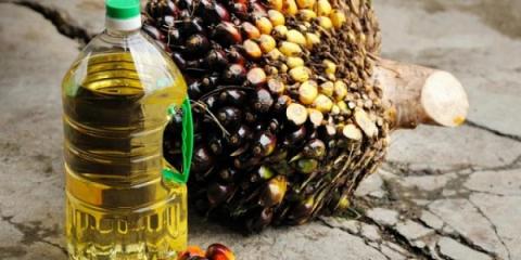 Бельгія відмовиться від біопалива з пальмової олії та сої для збереження лісів Рис.1