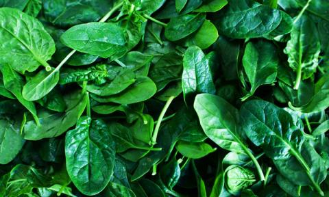 Дослідники використали шпинат як основу для вирощування культивованого м'яса Рис.1