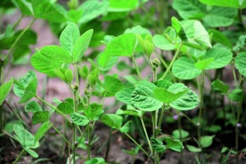 Фахівці UKRAVIT розповіли, як збільшити урожайність сої та накопичити біологічний азот у ґрунті Рис.1