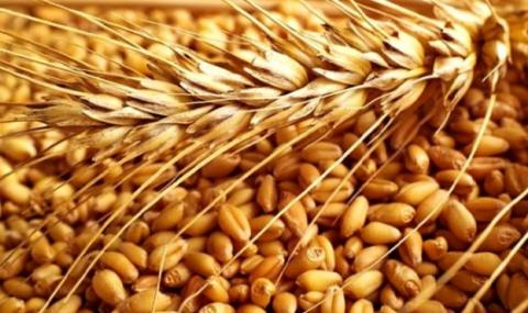ФАО прогнозує рекордний урожай пшениці в світі Рис.1