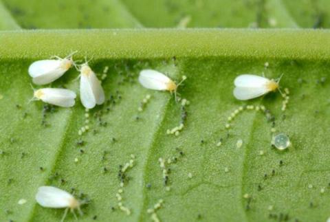 ГМО-культури прискорюють поширення комах-шкідників Рис.1