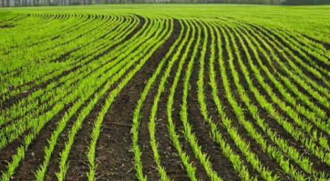 Науковці UKRAVIT розповіли як захистити озимі зернові від комплексу хвороб Рис.1