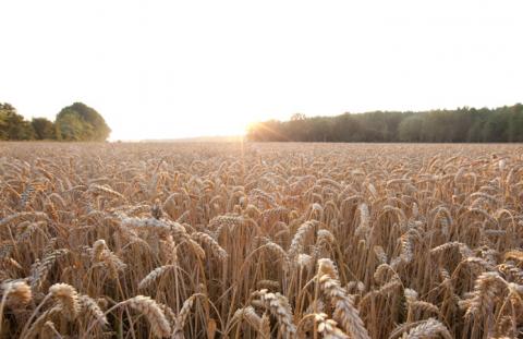 РАЖТ та Байєр разом розроблятимуть гібриди пшениці Рис.1