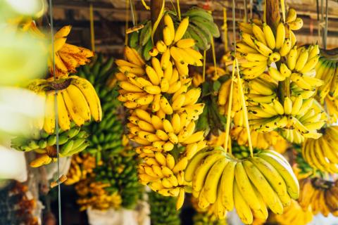 Світ може залишитися без бананів через небезпечний грибок Рис.1