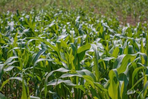 У Китаї знайшли спосіб масового виробництва паразитоїду проти кукурудзяної листяної совки Рис.1