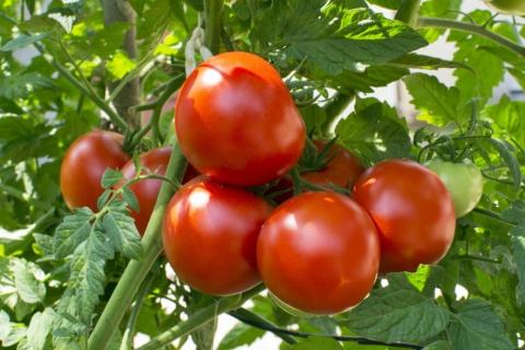 В Україні на ринках з’явилися перші місцеві тепличні томати Рис.1