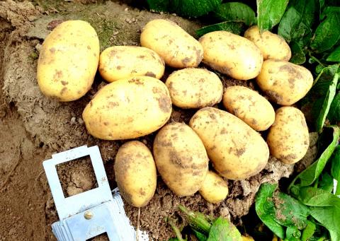 В Україні вирощуватимуть новий ранній сорт картоплі Рис.1