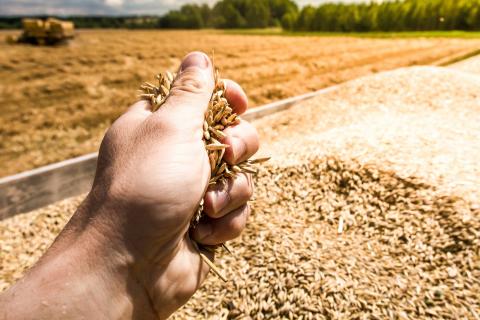 Вчені навчилися робити біопаливо з пшеничних висівок Рис.1