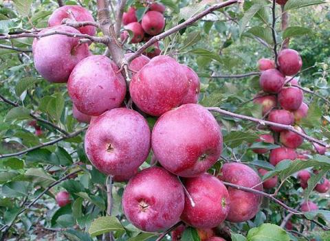 Вчені назвали найстійкіший до посухи і спеки сорт яблук Рис.1