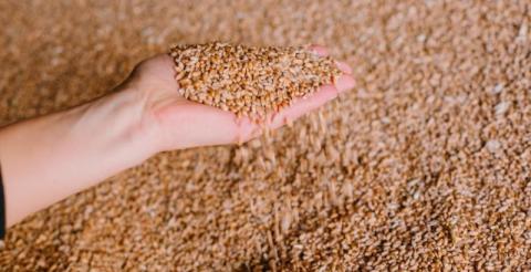 Виробництво пшениці у 2021 році в Україні перевищить 27 млн тонн, - прогноз Рис.1
