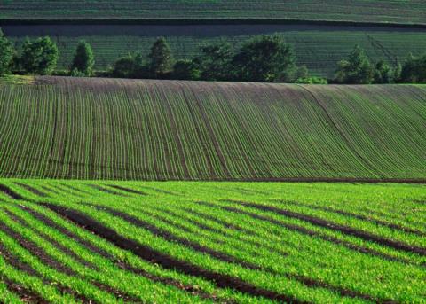 Агрометеорологічні умови другої декади травня сприяли розвитку ранніх зернових в Україні Рис.1