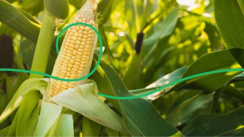 Ціни на кукурудзу нового врожаю почали зростати Рис.1