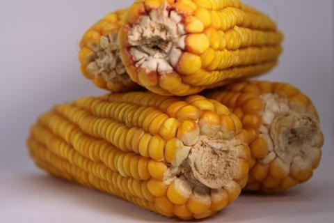 Ціни на кукурудзу в Україні залишаються на високому рівні Рис.1