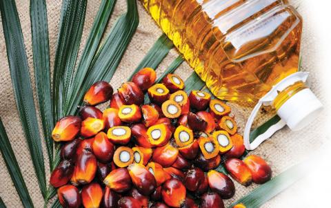 Ціни на пальмову олію виросли на 5% Рис.1