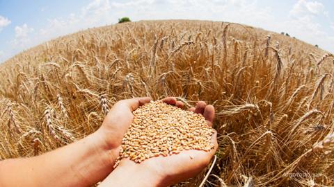 Канадські фермери скорочують площі під пшеницею на користь каноли Рис.1