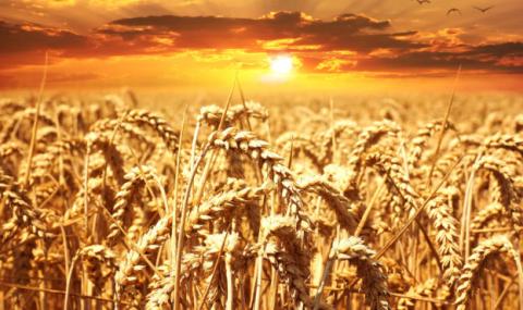 На пшеничних біржах триває падіння котирувань Рис.1