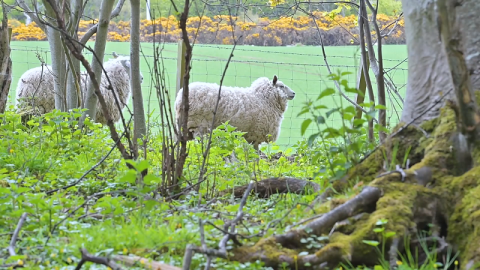 У Шотландії з борщівником Сосновського борються вівці Рис.1