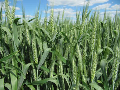 Українські сорти озимих зернових добре відреагували на затяжну весну, – фермер Рис.1