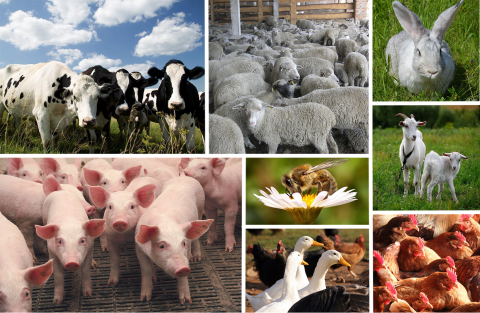 Уряд збільшив фінансування програми підтримки тваринництва та сільськогосподарської продукції Рис.1