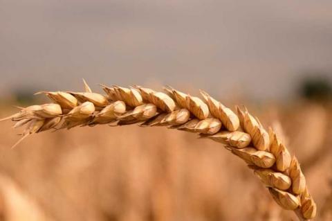 УЗА та Держпродспоживслужба домовились про узгодженість дій при експорті зерна до Китаю Рис.1