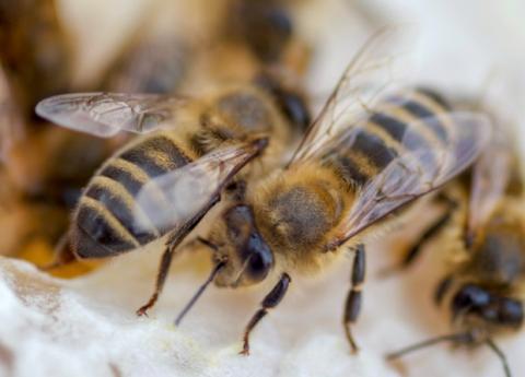  Вчені у хворих бджіл виявили підвищений рівень феромону тривоги Рис.1