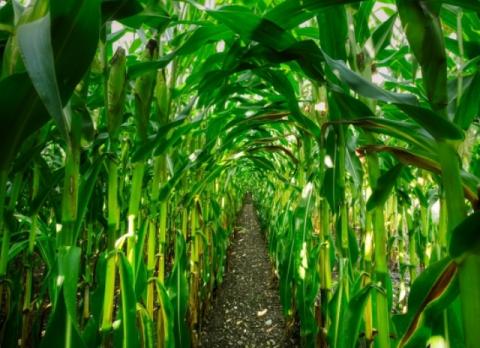 Відходи кукурудзи можна використовувати для очищення води – вчені Рис.1