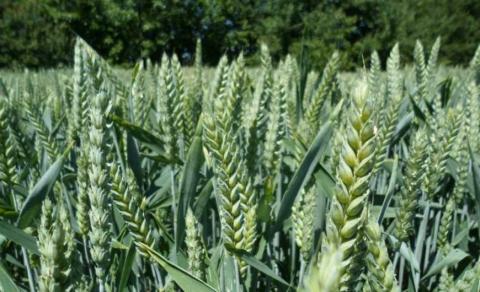 Захист прапорцевого і підпрапорцевого листків озимих зернових культур, — UKRAVIT Рис.1