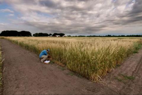 20 перспективних різновидів багаторічної пшениці вирощуються в дев'яти країнах світу Рис.1