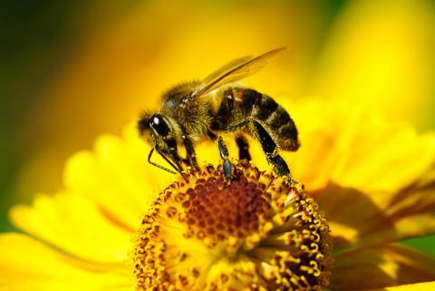 Частинки розміром з пилок надають бджолам імунітет до інсектицидів,- вчені Рис.1