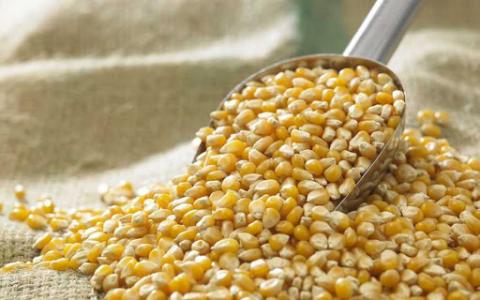 Дефіцит опадів погіршує перспективи врожаю кукурудзи в Бразилії та ярої пшениці у США Рис.1