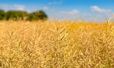 Десикація посівів зернових культур і ріпаку,- UKRAVIT Рис.1