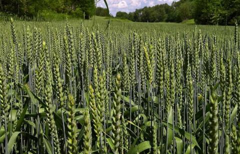 Експерт UKRAVIT розповів, як надійно захистити озимі зернові від фузаріозу колосу Рис.1