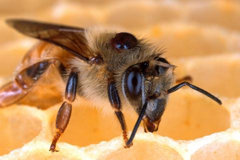 Гриби-паразити врятують бджіл від кліщів-паразитів Рис.1