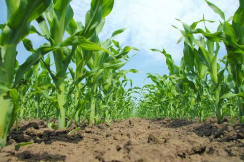 Кукурудза і соняшник швидко наздоженуть відставання у вегетації,- ІМК Рис.1