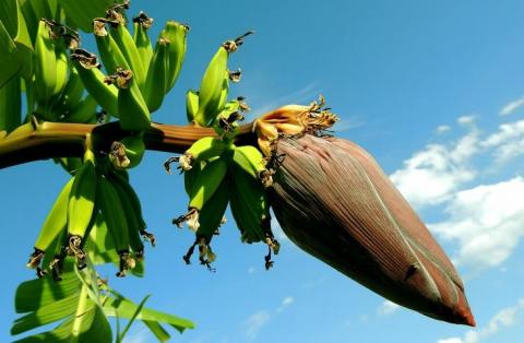 Китайські вчені отримали сорт бананів, стійкий до фузаріозного в'янення Рис.1