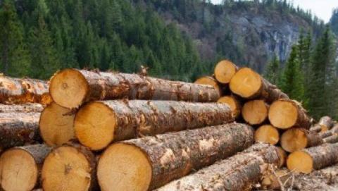 Мінекономіки хоче скасувати мораторій на експорт необробленої деревини Рис.1