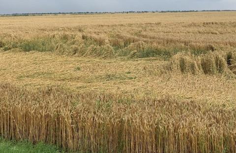 На півдні відкладається збирання зернових культур Рис.1