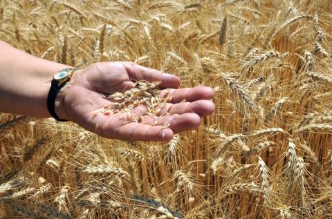 Надмірні опади в Україні та спека у США впливають на світові ринки зерна Рис.1