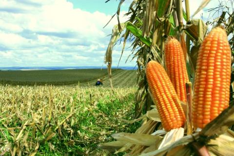 Новий баланс USDA по кукурудзі виявився оптимістичнішим, ніж очікували трейдери Рис.1