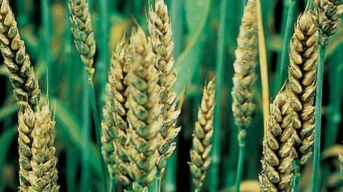 Підбито підсумки поширеності хвороб на посівах зернових колосових культур Рис.1