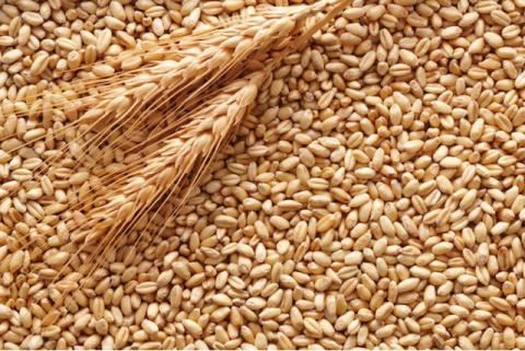 Спека у США розігріває біржові ціни на пшеницю Рис.1