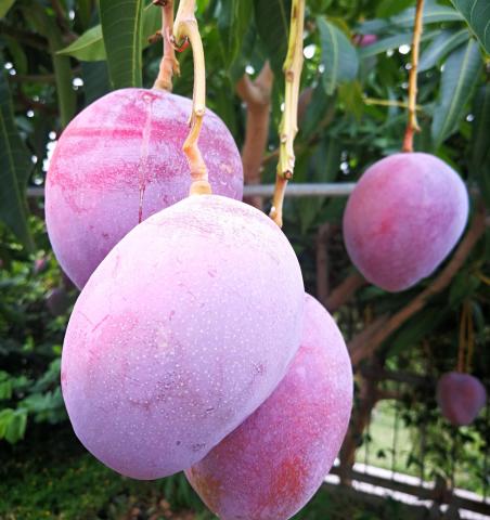В Індії фермер виростив найдорожчий сорт манго у світі Рис.1