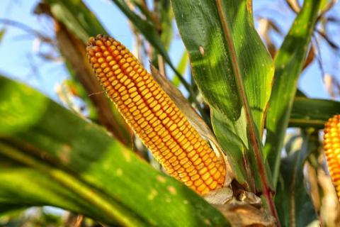 В Україні ціни на кукурудзу як старого, так і нового врожаю знижуються Рис.1