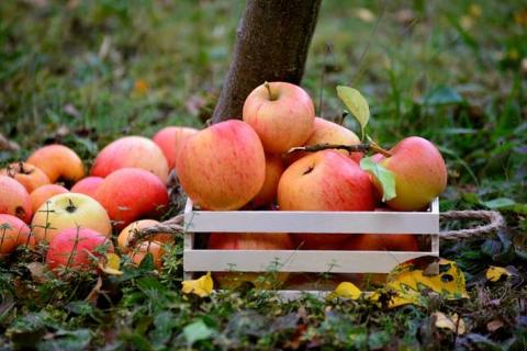В Україні експерти прогнозують хороший врожай яблук Рис.1