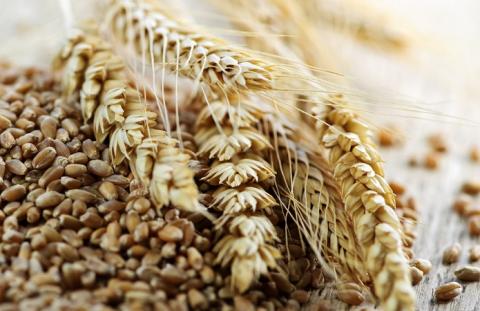 Експорт чорноморської пшениці у сезоні 2021/22 років може стати рекордним Рис.1