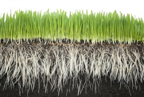 МРТ коренів сільськогосподарських культур відкривають нові можливості для сільського господарства Рис.1