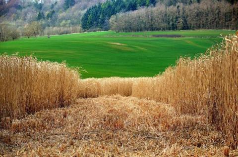 Органічна намазка на ґрунт з міскантуса і гною може стати новим еко-добривом Рис.1
