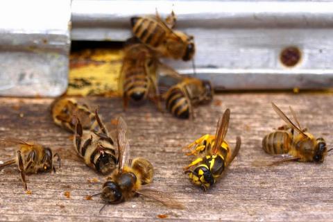 Пасічник через обробку полів на Хмельниччині втратив 80% бджіл Рис.1